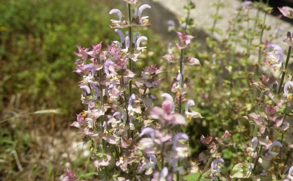 Salvia sclarea / Salvia moscatella